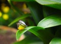 Pioneer White butterfly on the leaf